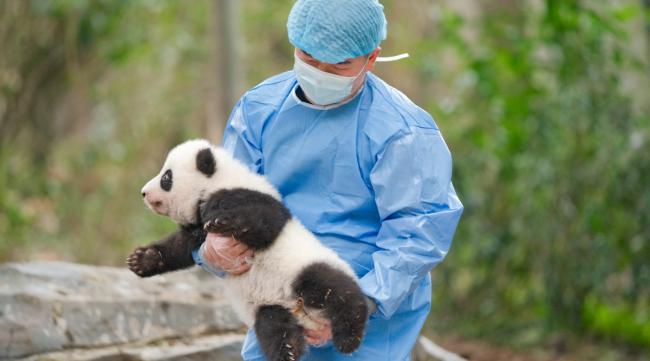 中国什么时候送美国大熊猫
