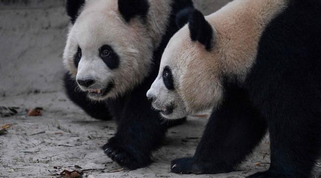 大熊猫的生活规律和生活作息