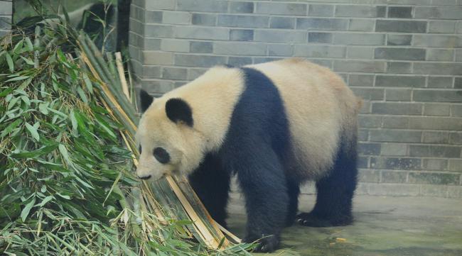 一篇写大熊猫的日记三年级