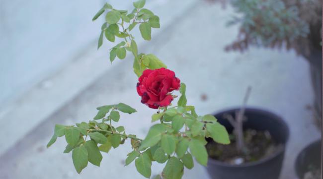 越南刺玫瑰怎么养殖