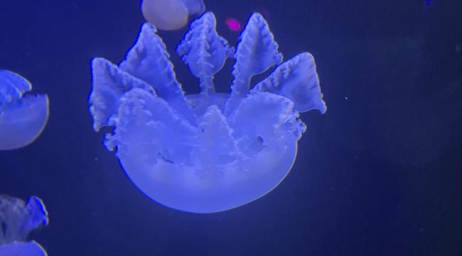 深海水母怎么养