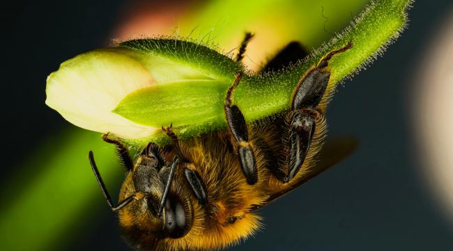 用微距拍摄昆虫有什么技巧吗