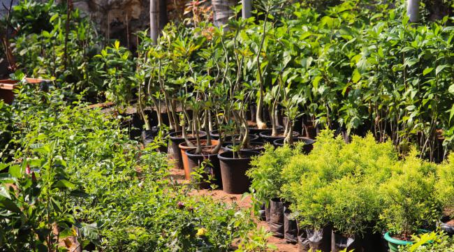 盆栽咖啡树要怎么种植呢