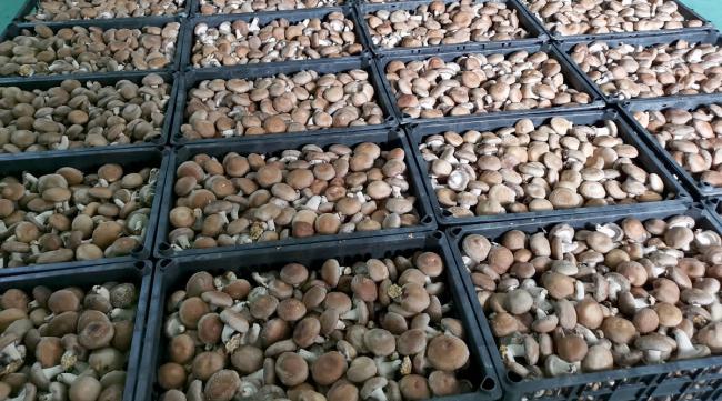 莆田香菇豆怎么种植