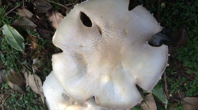 怎样识别蘑菇是不是新鲜的呢