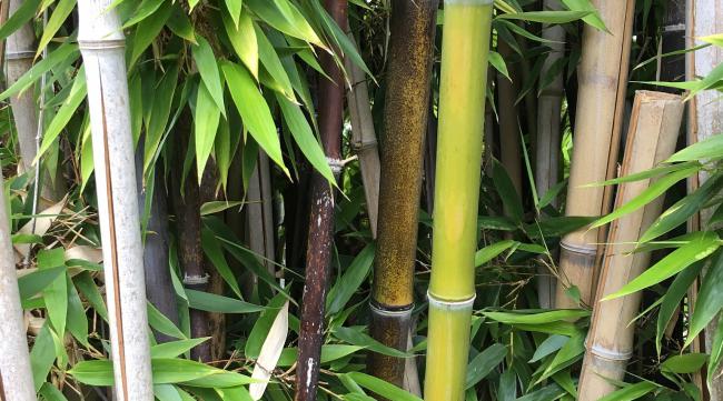 竹子的种植方法视频