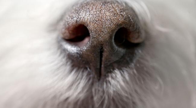 狗狗鼻子什么样是正常