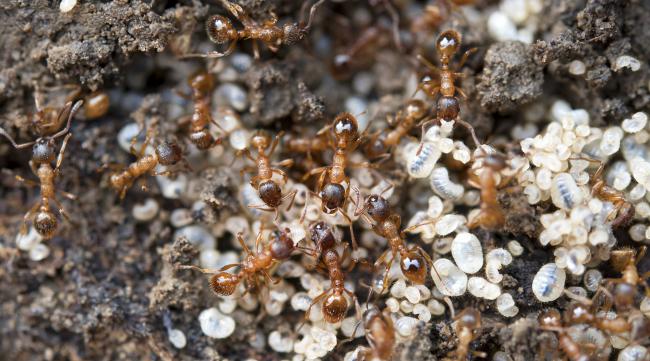蚂蚁的祖先进化过程图片