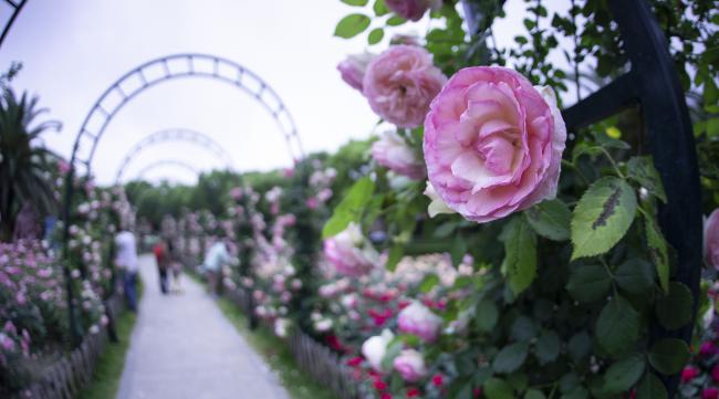 奇迹花园玫瑰花语