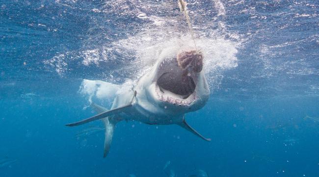 如果游泳遇到鲨鱼攻击怎么办呢