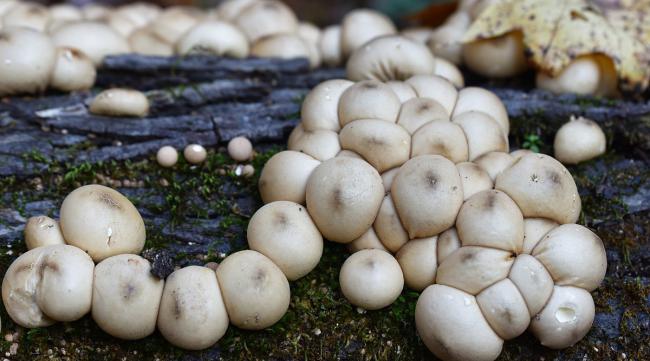 豌豆可以种植食用蘑菇吗