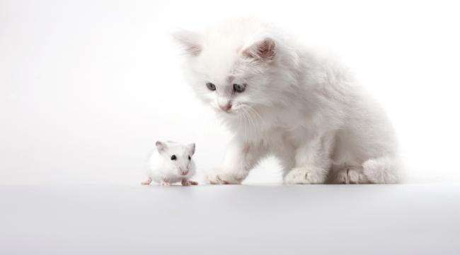 猫和老鼠里面的母猫叫什么名字
