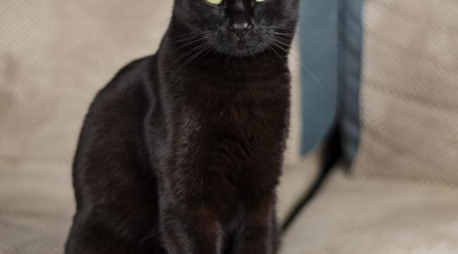黑银色猫的名字怎么取好听点