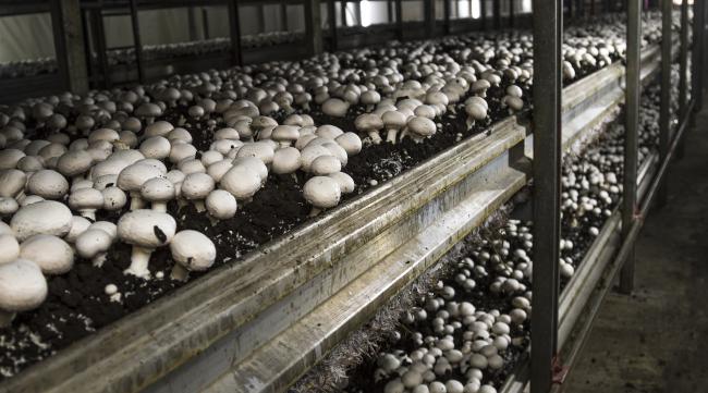蘑菇种植技术和栽培方法
