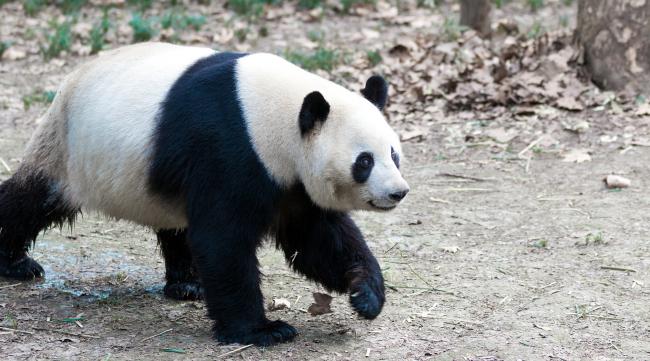 上海的大熊猫叫什么猫