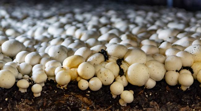 蘑菇怎么种植和生长的