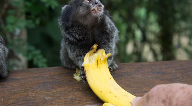 为什么猴子爱吃香蕉呢