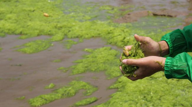 海藻碘农业的作用与用途图片