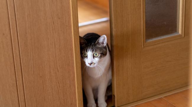 猫咪躲进别人房子会再逃出来么吗