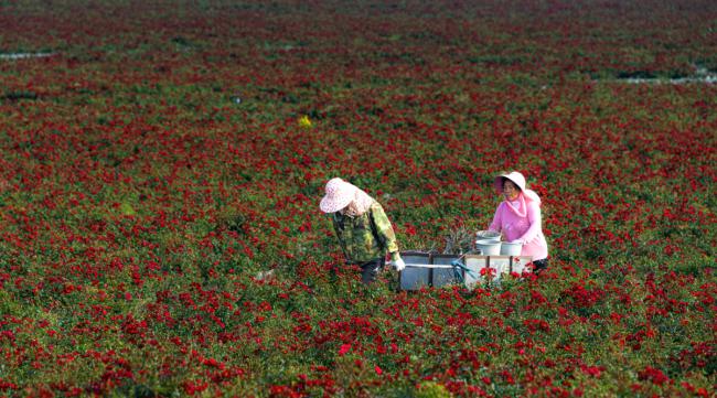 奈瓦沙湖畔种植玫瑰的有利区位条件