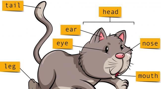 猫发音的英文怎么读
