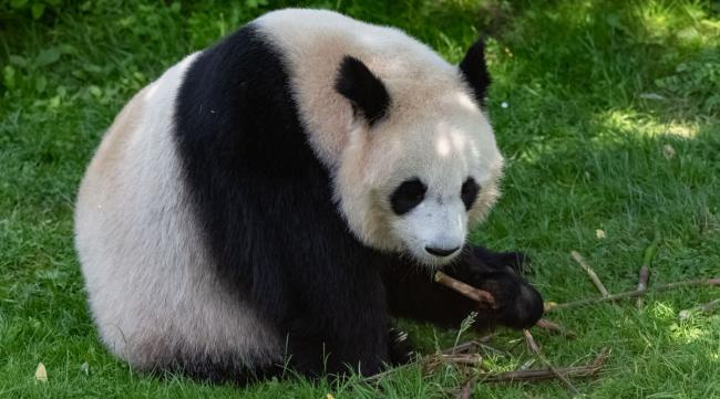 大熊猫生活在什么地方50字回答