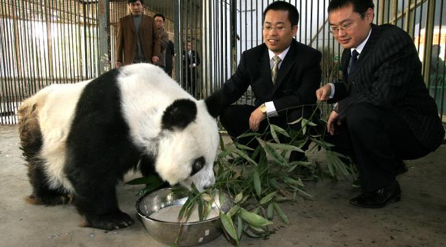 认养一只大熊猫的费用