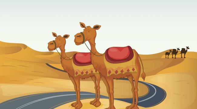 沙漠骆驼作业