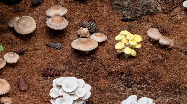 泥土墙种蘑菇怎么做的