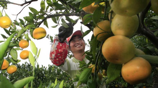 上海崇明岛哪个镇水果采摘最多呢