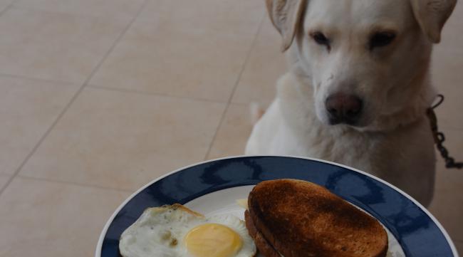 狗狗吃鸡蛋的正确方法