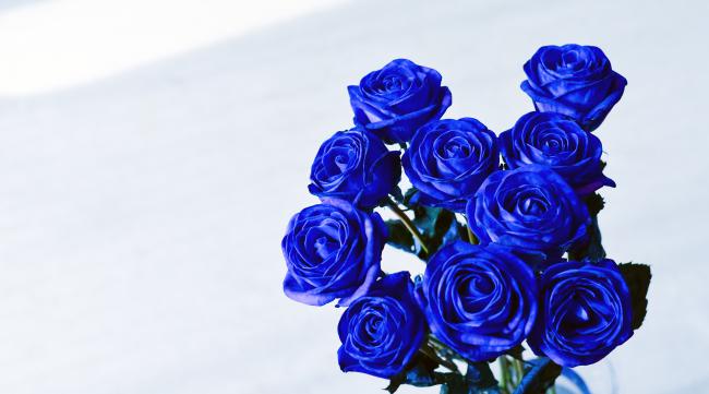 蓝色玫瑰怎么培育