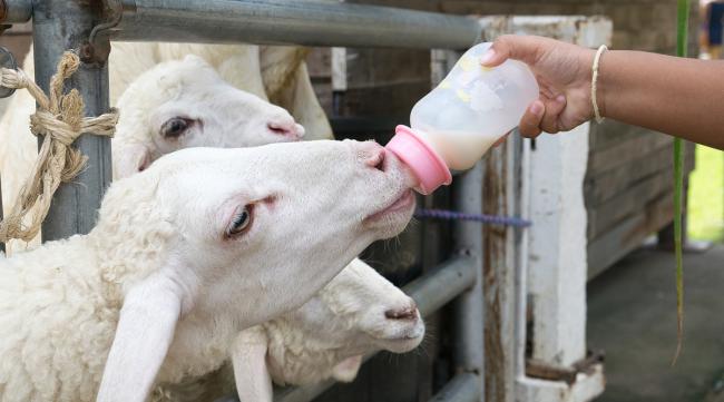 羊羔喂牛奶用兑水吗为什么呢