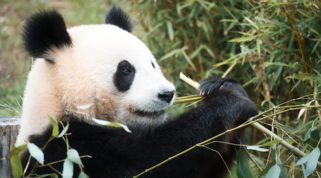大熊猫吃竹子有各种各样的形态吗