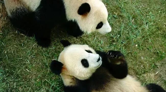 六顺熊猫有哪几只