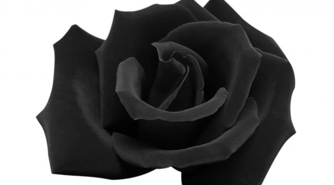 为什么很多人喜欢黑色玫瑰呢