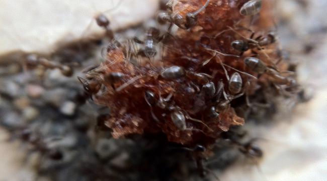 岩浆虫卵怎么换小龙蝇