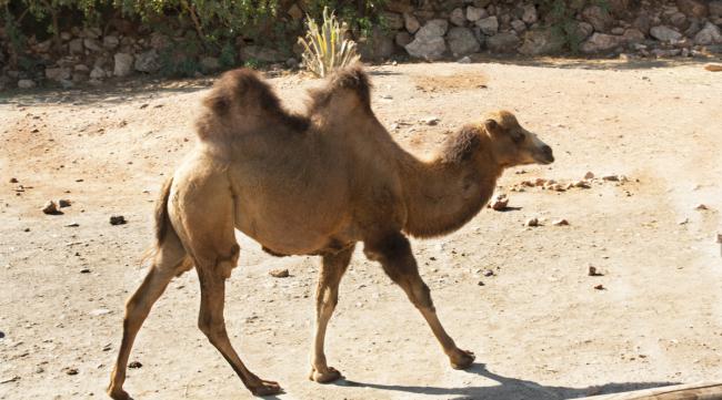 形容骆驼的背怎么形容