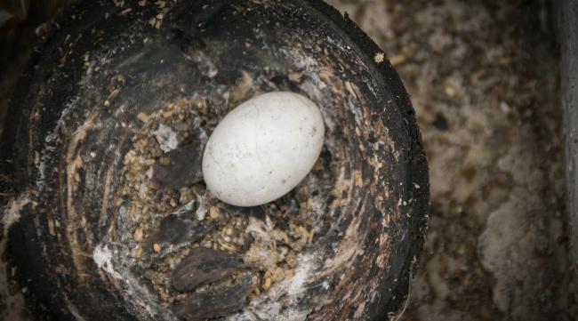 螺蛳蛋怎么孵化的