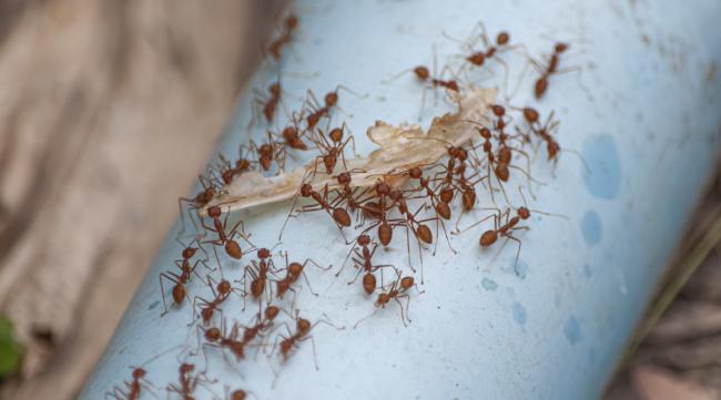 全家都有蚂蚁怎么办呀