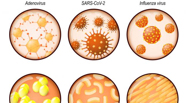 细菌,病毒,真菌,怎么区别图片