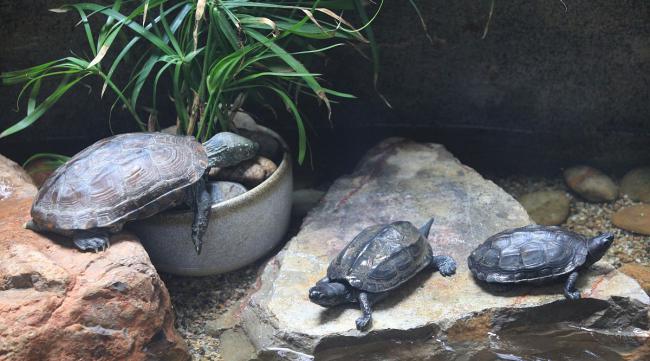 大青龟可以深水养吗