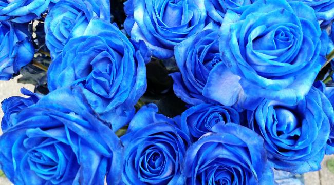 蓝色玫瑰有几种种类的