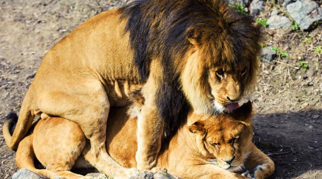 狮王会不会和自己女儿