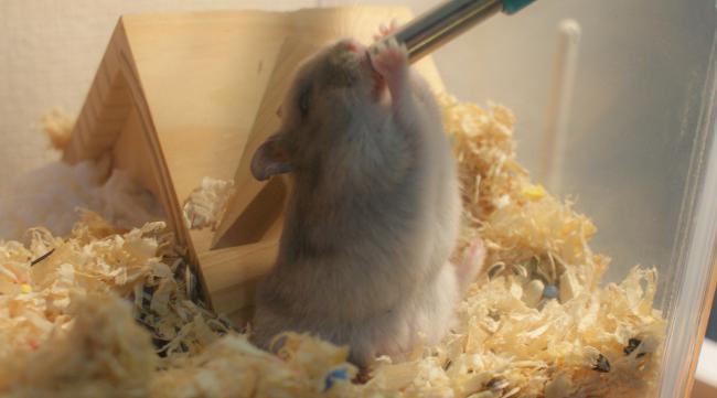 饲养仓鼠的基本方法视频