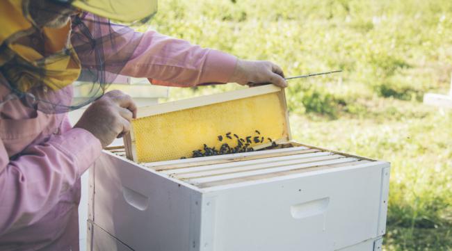 格子箱与国宝箱养蜂哪种好些