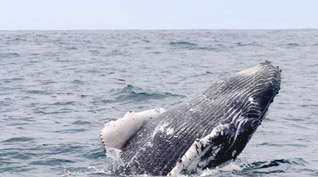 母象鲸大还是蓝鲸大