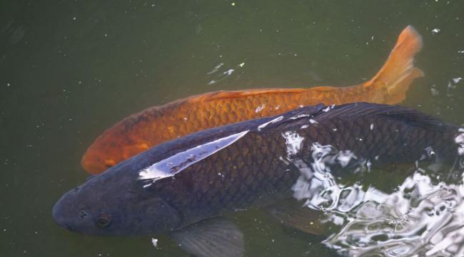 北方水库最常见的鱼种