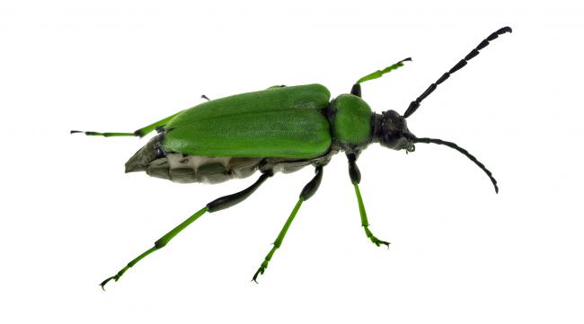 绿色翅膀的甲虫