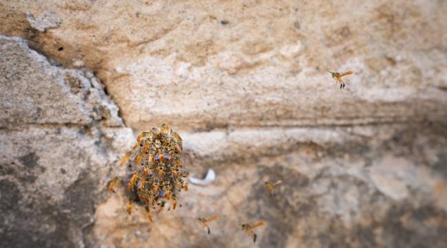 养蜜蜂有蚂蚁怎么处理